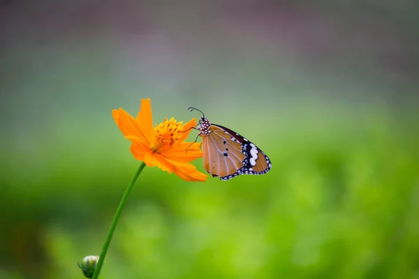 Danaus Chrysippus Also Known Plain Tiger African Queen African Monarch — Stock Photo, Image