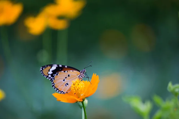 Danaus Chrysippus Également Connu Sous Nom Tigre Plaine Reine Africaine — Photo