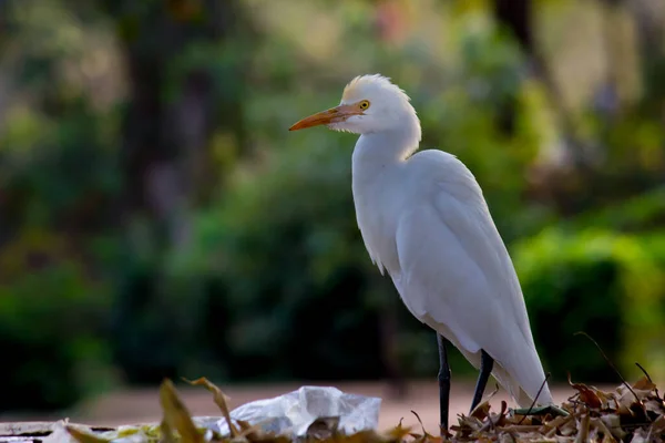 Bubulcus Ibis Heron Commonly Известен Цапля Крупного Рогатого Скота Космополитический — стоковое фото