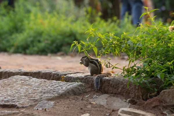 Squirrels are members of the family Sciuridae, a family that includes small or medium-size rodents. The squirrel family includes tree squirrels, ground squirrels, chipmunks, marmots, flying squirrels,  and prairie dogs amongst other rodents