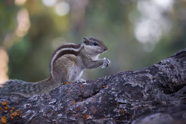 Les Écureuils Font Partie Famille Des Sciuridae Une Famille Qui — Photo