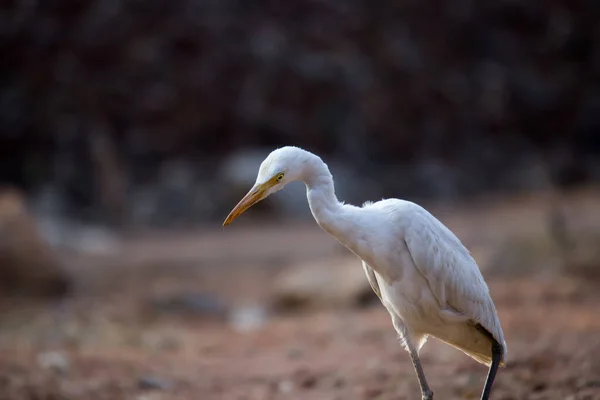 Bubulcus Ibis Heron Commonly Известен Цапля Крупного Рогатого Скота Космополитический — стоковое фото