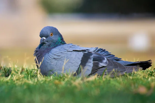 Holub Domácí Holubí Poddruh Který Pochází Holubice Skalní Holub Skalní — Stock fotografie