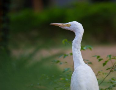  Egret Sığırı ya da Bubulcus Ibis olarak da bilinir. Böcek ve haşere için bitkilerin yakınında sıkıca durur.