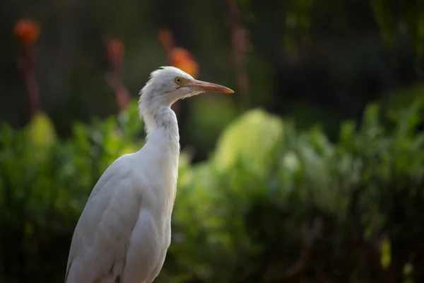 Bubulcus Ibis Heron Engels Bubulcus Ibis Heron Een Reiger Uit — Stockfoto