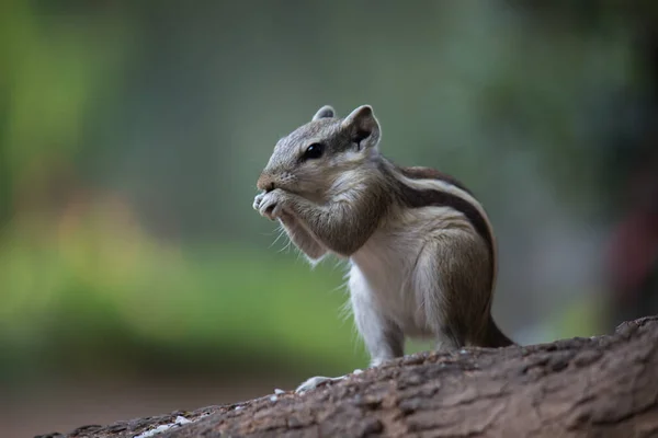 Las Ardillas Son Miembros Familia Sciuridae Incluye Roedores Pequeños Medianos — Foto de Stock