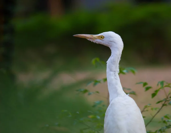 Bovinos Egret Conhecido Como Bubulcus Ibis Firmemente Perto Das Plantas — Fotografia de Stock