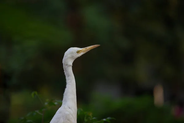 Велика Рогата Худоба Egret Або Відомий Бульбашка Ibis Постійно Поруч — стокове фото