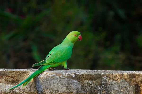 Portrait Cute Rose Ringed Parakeet Also Known Green Parrot Wall — Stock Photo, Image
