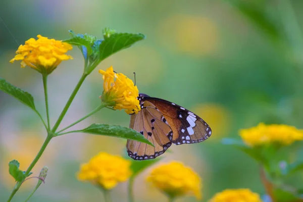 Beautiful Image Plain Tiger Butterfly Flower Plants Springtime — Stock Photo, Image