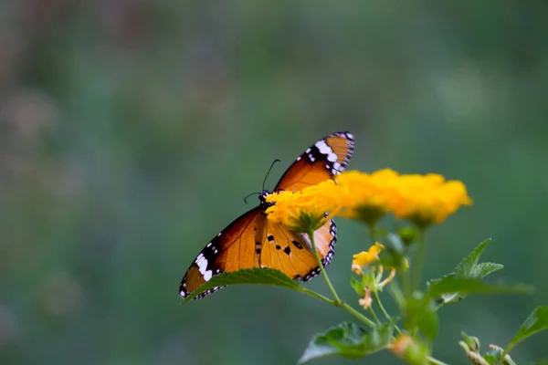 Schönes Bild Des Einfachen Tigerfalters Auf Den Blütenpflanzen Frühling — Stockfoto