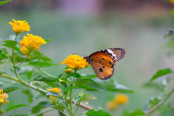Beautiful Image Plain Tiger Butterfly Flower Plants Springtime — Stock Photo, Image