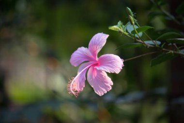 Oryantal bahçe kertenkelesi, doğu bahçe kertenkelesi, Hint bahçe kertenkelesi, sıradan bahçe kertenkelesi, kan emici ya da değişken kertenkele, Hindistan-Malaya 'da yaygın olarak bulunan bir kertenkele türüdür.. 