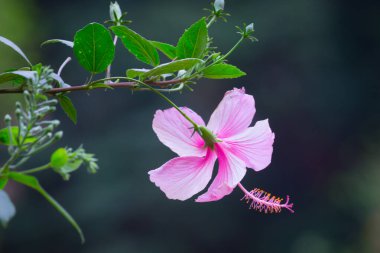 Oryantal bahçe kertenkelesi, doğu bahçe kertenkelesi, Hint bahçe kertenkelesi, sıradan bahçe kertenkelesi, kan emici ya da değişken kertenkele, Hindistan-Malaya 'da yaygın olarak bulunan bir kertenkele türüdür.. 