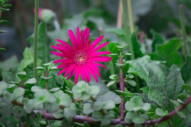  Gerbera ya da Gaillardia aristatası ya da battaniye çiçeği, tam çiçeklenen kırmızı sarı çiçek, Hindistan 'da bir halk parkında, yaygın bir battaniye çiçeği çiçeği., 