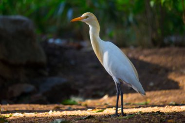 Bubulcus ibis ya da Heron (İngilizce: Bubulcus ibis veya Hermonly known as the Cattle Egret), balıkçılgiller (Felidae) familyasından tropiklerde, subtropik bölgelerde ve ılıman bölgelerde yaşayan bir balıkçıldır. Bubulcus, Bubulcus cinsinin tek üyesidir., 