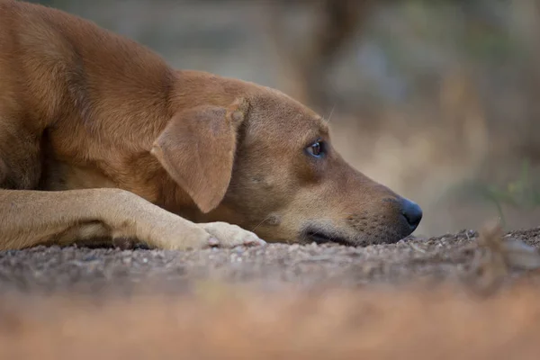 Cão Rua Deitado Dormindo Chão Calmamente Parque Público Índia — Fotografia de Stock