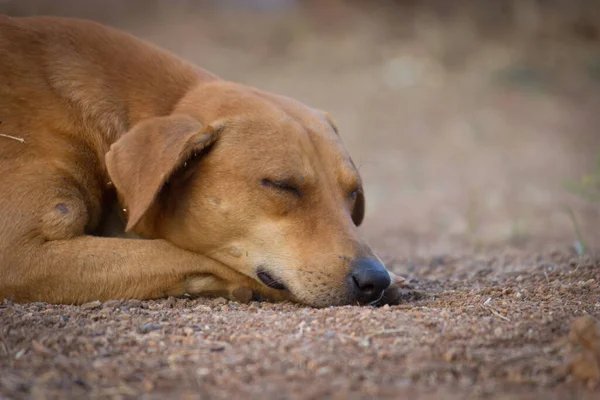 Cão Rua Deitado Dormindo Chão Calmamente Parque Público Índia — Fotografia de Stock