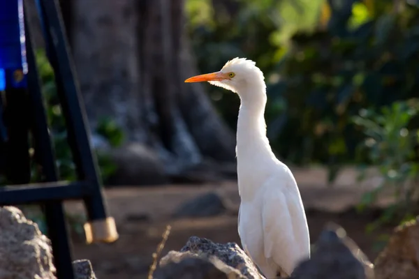 Cattle Egret Known Bubulcus Ibis Standing Firmly Plants Insects Pest — Stock Photo, Image