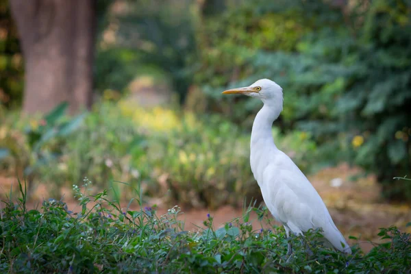 Bovinos Egret Conhecido Como Bubulcus Ibis Firmemente Perto Das Plantas — Fotografia de Stock