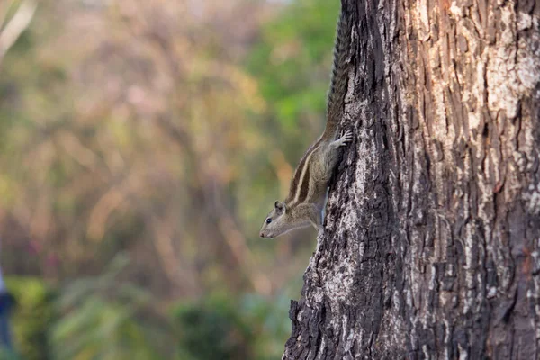 Las Ardillas Son Miembros Familia Sciuridae Incluye Roedores Pequeños Medianos — Foto de Stock