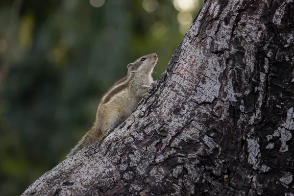 Σκίουροι Είναι Μέλη Της Οικογένειας Sciuridae Συμπεριλαμβανομένων Των Μικρών Μεσαίων — Φωτογραφία Αρχείου