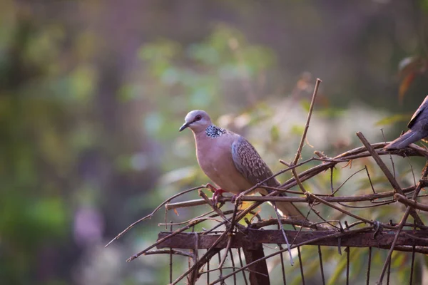 Pomba Tartaruga Europeia Streptopelia Turtur Pyrnes Orientales Membro Família Das — Fotografia de Stock