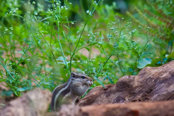 Las Ardillas Son Miembros Familia Sciuridae Incluye Roedores Pequeños Medianos — Foto de Stock