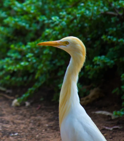 Bubulcus Ibis Heron Commonly Know Cattle Egret Uma Espécie Garça — Fotografia de Stock