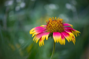  Gerbera ya da Gaillardia aristatası ya da battaniye çiçeği, tam çiçeklenen kırmızı sarı çiçek, Hindistan 'da bir halk parkında, yaygın bir battaniye çiçeği çiçeği., 