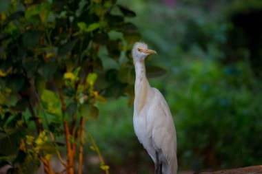  Egret Sığırı ya da Bubulcus Ibis olarak da bilinir. Böcek ve haşere için bitkilerin yakınında sıkıca durur.