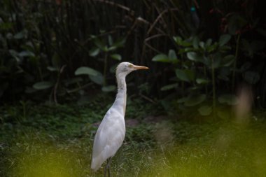  Egret Sığırı ya da Bubulcus Ibis olarak da bilinir. Böcek ve haşere için bitkilerin yakınında sıkıca durur.
