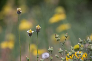 Çiçek ya da çiçek olarak da bilinen çiçek, çiçek açan bitkilerde bulunan üreme yapısıdır. Bir çiçeğin biyolojik işlevi üremeyi kolaylaştırmaktır, genellikle spermlerin yumurta ile birleşmesi için bir mekanizma sağlayarak.