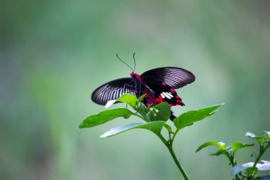 Papilio politleri, Hindistan 'daki parktaki çiçek bitkilerinden beslenen yaygın mormon olarak da bilinir..