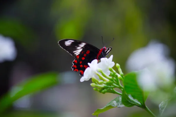 Бабочка Обыкновенный Мормон Papilio Polytes Распространенный Вид Бабочки Swallotail Широко — стоковое фото