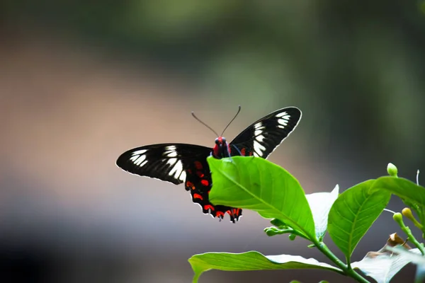 Papilio Polytes Uma Espécie Borboleta Gênero Papilio Pertencente Família Swallotail — Fotografia de Stock