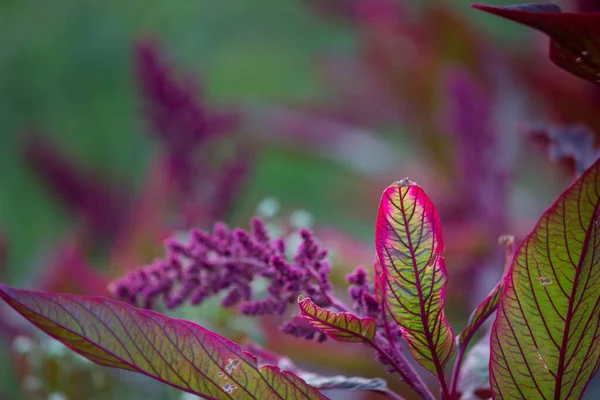 Plantas Follaje Selva Tropical Arbustos Helechos Hojas Verdes Filodendros Hojas — Foto de Stock