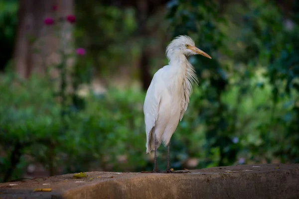 Bovinos Egret Conhecido Como Bubulcus Ibis Firmemente Perto Das Plantas — Fotografia de Stock