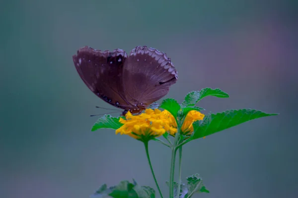 Euploea Çekirdeği Sıradan Bir Karga Yaygın Bir Kelebektir — Stok fotoğraf