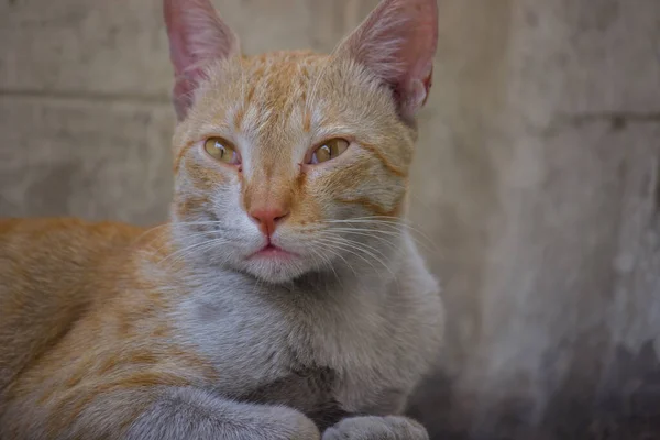 Retrato Gato Aspecto Lindo Con Ojos Bigotes Amarillos Bonito Gatito — Foto de Stock