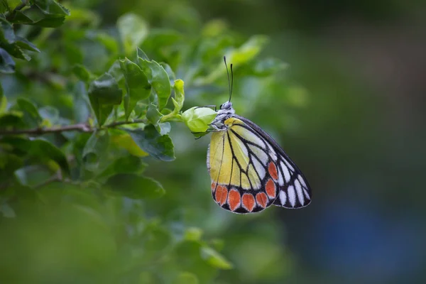 Delias Eucharis Jezabel Común Una Mariposa Piérida Tamaño Mediano Que — Foto de Stock