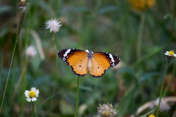 Danaus Chrysippus Известный Обычный Тигр Африканская Королева Африканский Монарх Является — стоковое фото