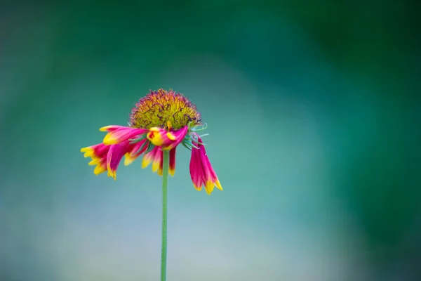 Gerbera Gaillardia Aristata Flor Cobertor Flor Amarela Vermelha Plena Floração — Fotografia de Stock