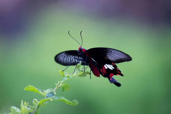 在印度的公共公园里 帕皮利欧多边形 Papilio Polytes 也被称为 普通摩门教 Common Mormon 以花卉植物为食 — 图库照片
