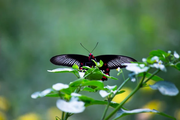 Papilio Polytes Auch Als Mormonen Bekannt Die Sich Von Der — Stockfoto