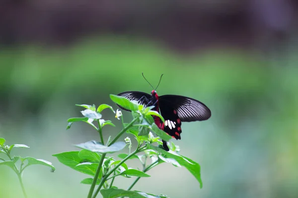 Papilio Polyten Ook Wel Bekend Als Gewone Mormoon Voeden Van — Stockfoto