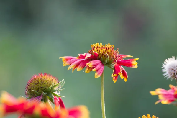 Gerbera Gaillardia Aristata Flor Manta Flor Roja Amarilla Plena Floración — Foto de Stock