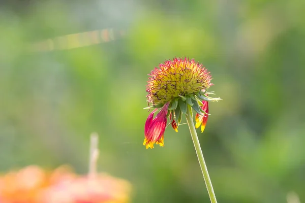 Gerbera Gaillardia Aristata Flor Manta Flor Roja Amarilla Plena Floración — Foto de Stock