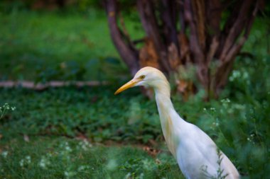  Egret kuşunun ya da Bubulcus Ibis 'in doğa görüntüsü ya da balıkçıl tünemesi ve haşere ve böcek ilaçları için yabani bitkiler. 