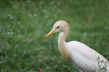  Egret kuşunun ya da Bubulcus Ibis 'in doğa görüntüsü ya da balıkçıl tünemesi ve haşere ve böcek ilaçları için yabani bitkiler. 